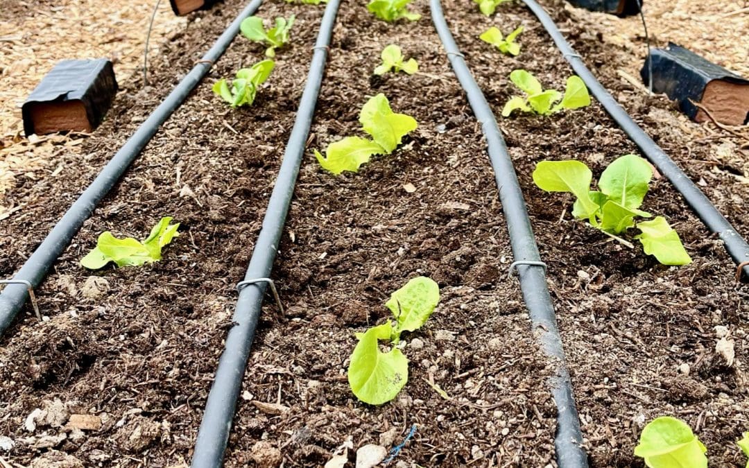 Farm-to-Table Garden Expansion