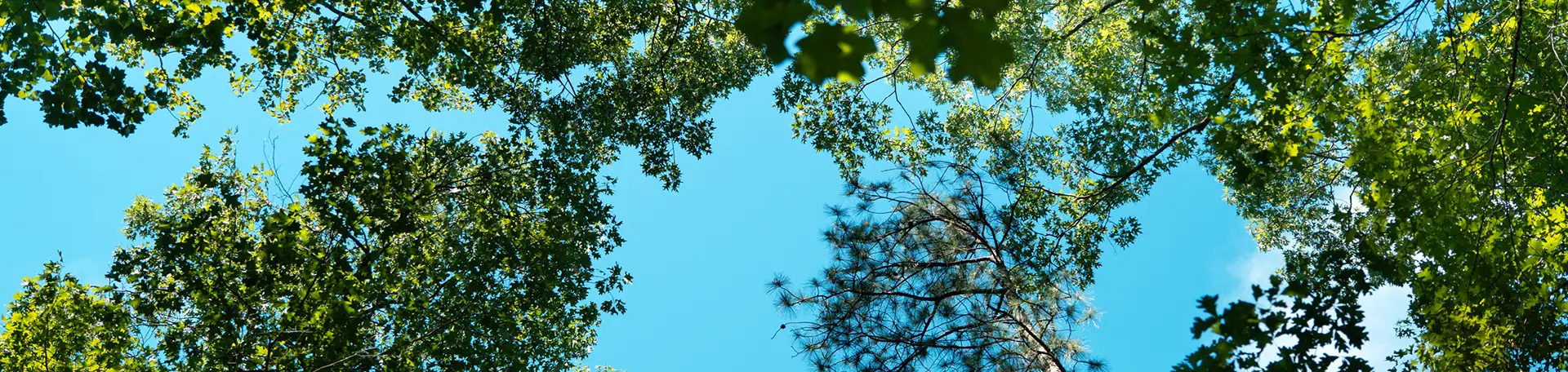 The sun shining through the trees